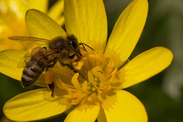 Close Bee Gathering Pollen Yellow Flower — Stock Photo, Image