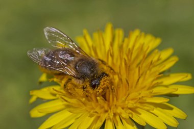 Sarı karahindiba üzerinde polen toplayan arılara yaklaş.