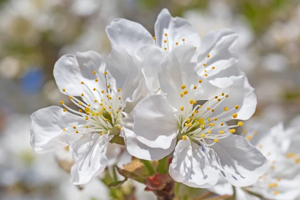 Close Van Witte Kersenboom Bloeien Tuin — Stockfoto