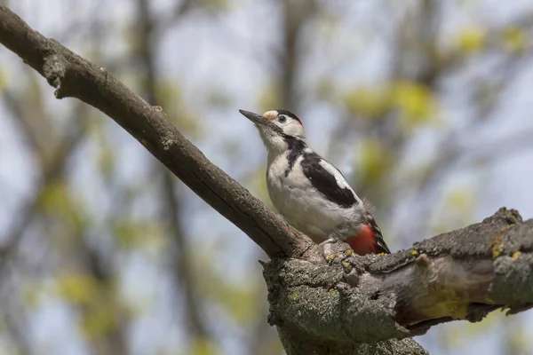 Pájaro Carpintero Sentado Rama Del Árbol Primavera —  Fotos de Stock