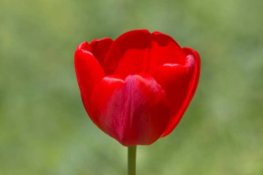 Kırmızı lale çiçeğini yeşil arkaplana yaklaştır