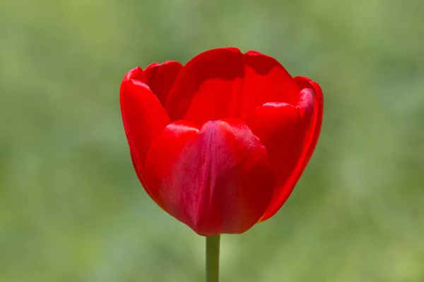 Zblízka Červené Tulipán Květiny Proti Zelenému Pozadí — Stock fotografie