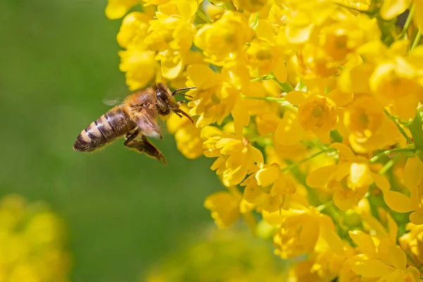 Close Abelha Voando Flor Amarela Mahonia — Fotografia de Stock