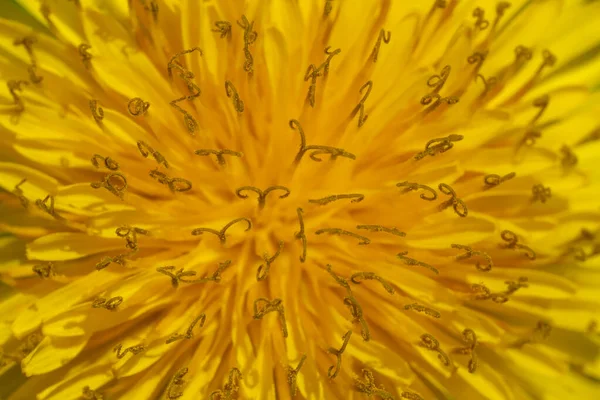 黄色のタンポポの花の終わり — ストック写真