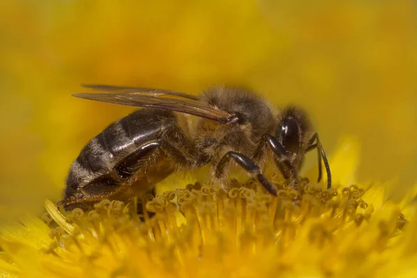 Gros Plan Pollen Cueillette Des Abeilles Sur Fleur Pissenlit Jaune — Photo