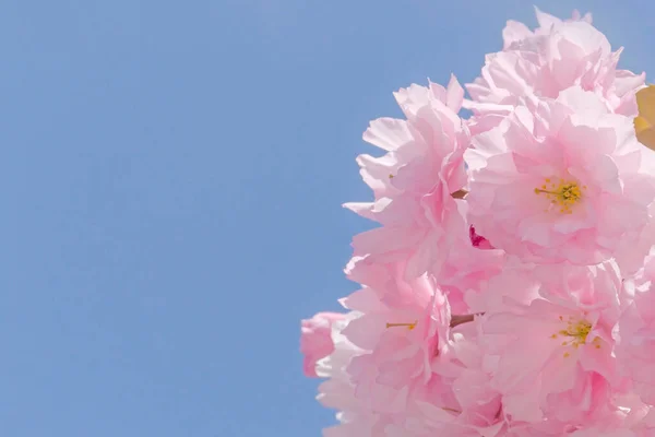粉红色的日本樱桃树在蓝天的映衬下开花 — 图库照片
