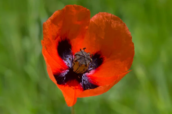 Close Van Rode Papaver Bloem Groen Gras — Stockfoto