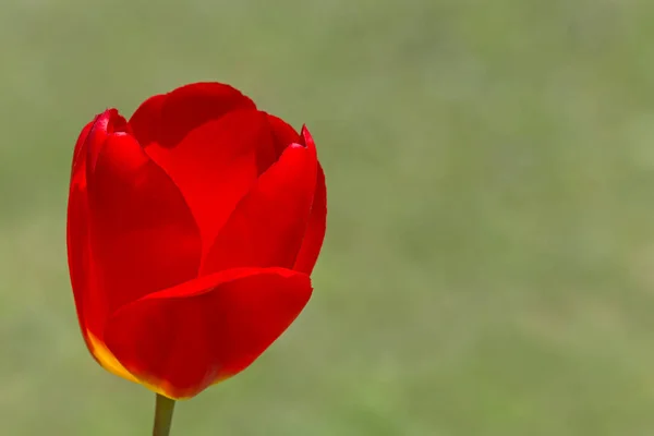 Крупным Планом Красный Тюльпан Зеленом Фоне Травы — стоковое фото