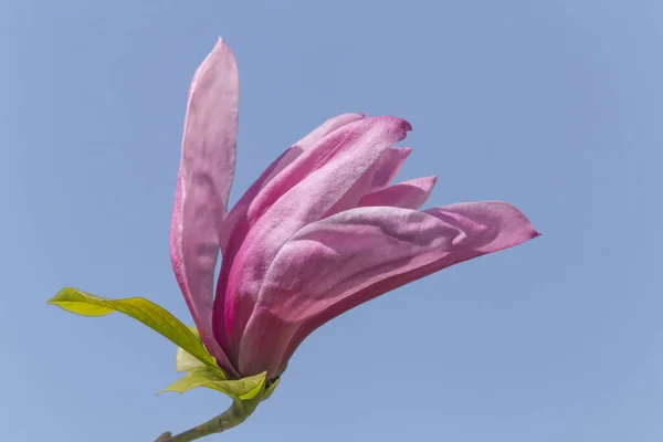 Zbliżenie Drzewa Magnolii Kwiat Przed Błękitnym Niebem — Zdjęcie stockowe