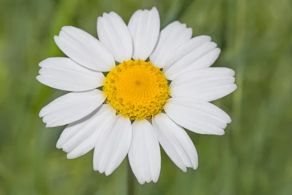 Close Chamomile Flower Green Background — Stock Photo, Image