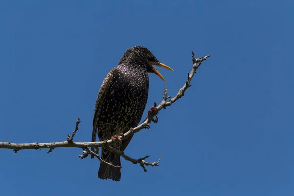 Storno Che Canta Ramo Albero Contro Cielo Azzurro — Foto Stock