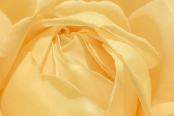 Macro Photo Yellow Rose Flower Stock Image