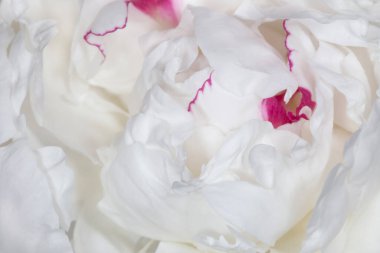 Beyaz şakayık çiçeğini kapat.