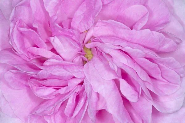 Nahaufnahme Von Rosa Pfingstrose Blume — Stockfoto