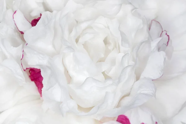 Nahaufnahme Der Schönen Weißen Pfingstrose Blume — Stockfoto