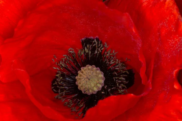 Macro Foto Van Rode Papaver Bloem — Stockfoto