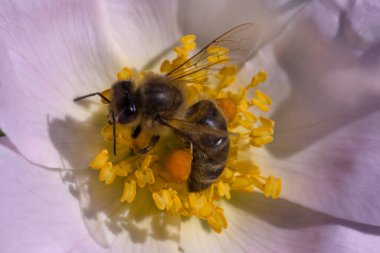 Köpek gülü çiçeğinin içinde polen toplayan arılara yaklaş.
