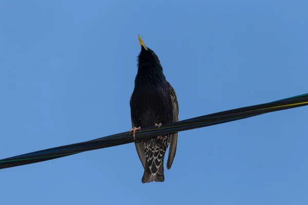 Starling Singing Wire Clear Blue Sky — Stock Photo, Image