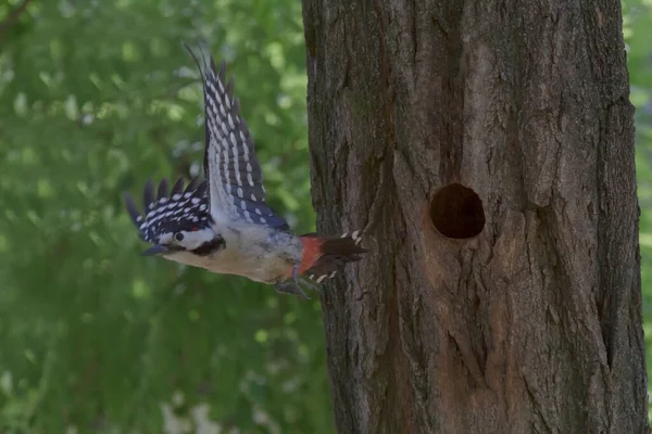 Specht Fliegt Aus Mulde Auf Baum — Stockfoto