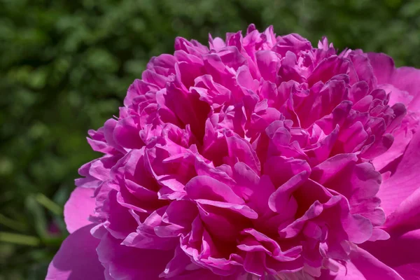 Gros Plan Pivoine Violette Dans Jardin Été — Photo