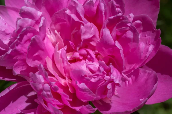 Primo Piano Riccio Fiore Peonia Viola Giardino — Foto Stock