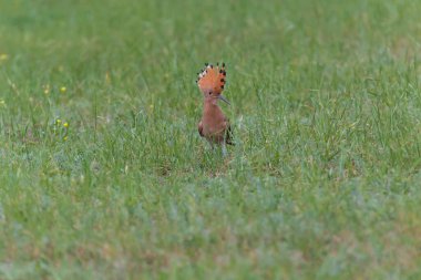 Yeşil çimenlerde oturan açık taç ile Hupoe 'nun manzarası