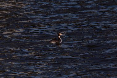 Nehir dalgalarında yüzen büyük ibikli grebe.