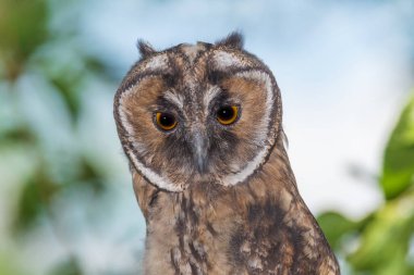 Ağacın dalında oturan uzun kulaklı baykuşun başını kapat.