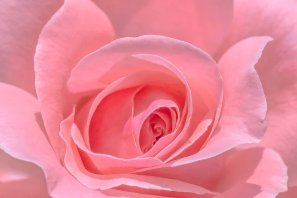 Nahaufnahme Von Schönen Rosa Rose Blume — Stockfoto