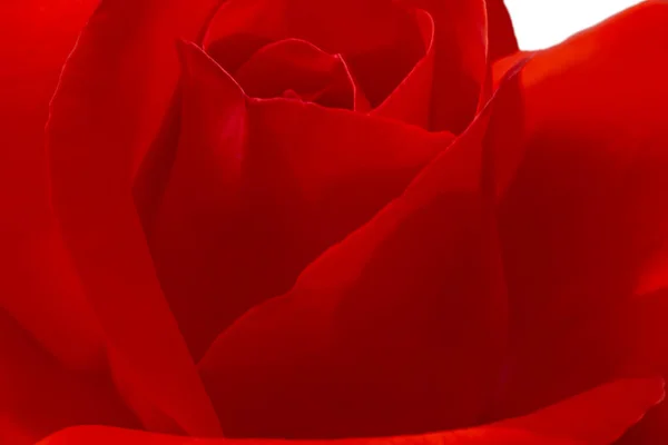 Close Red Rose Flower White — Stock Photo, Image