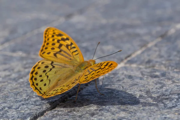 Zblízka Stříbrem Omytý Fritillary Motýl Sedí Chodníku Dlaždice — Stock fotografie