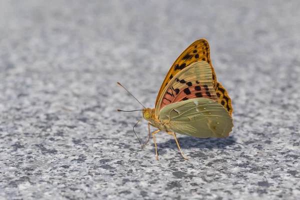 Αργυρόχρωμη Πεταλούδα Που Κάθεται Στο Γκρι Πάτωμα — Φωτογραφία Αρχείου