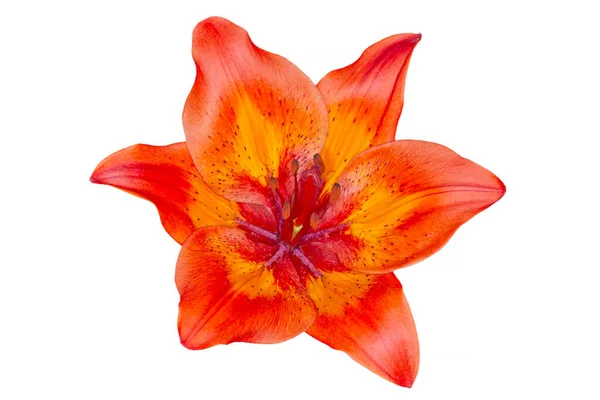 Rot Mit Orangefarbener Asiatischer Liliumblüte Auf Weißem Hintergrund — Stockfoto