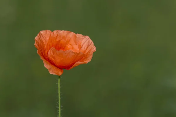 Vista Sobre Flor Amapola Roja Sobre Fondo Verde — Foto de Stock