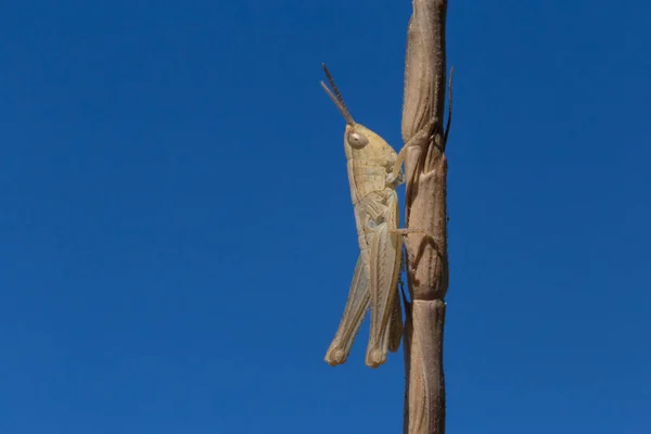 Zblízka Kobylka Sedí Suchém Stonku Proti Modré Obloze — Stock fotografie