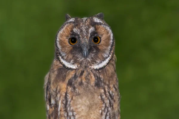 Close Van Uil Met Lange Oren Tegen Groene Achtergrond — Stockfoto