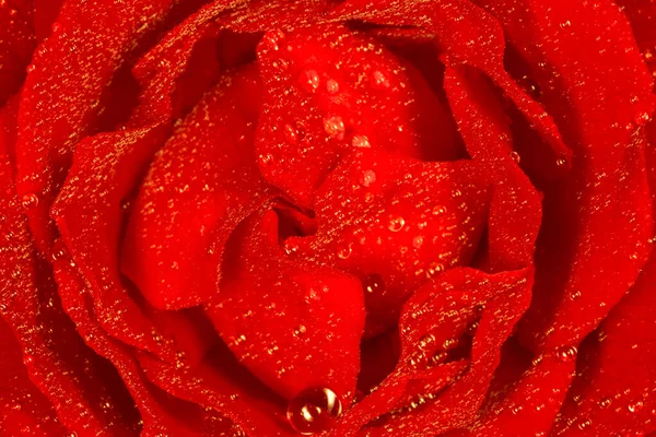 close up of red rose flower covered with dew drops