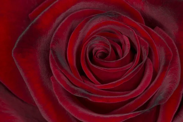 Zbliżenie Piękny Ciemny Czerwony Kwiat Róży — Zdjęcie stockowe