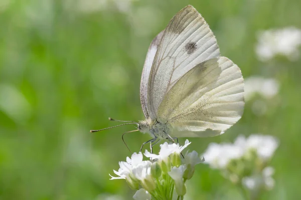 Close Borboleta Repolho Branco Sentado Flor Branca Prado — Fotografia de Stock