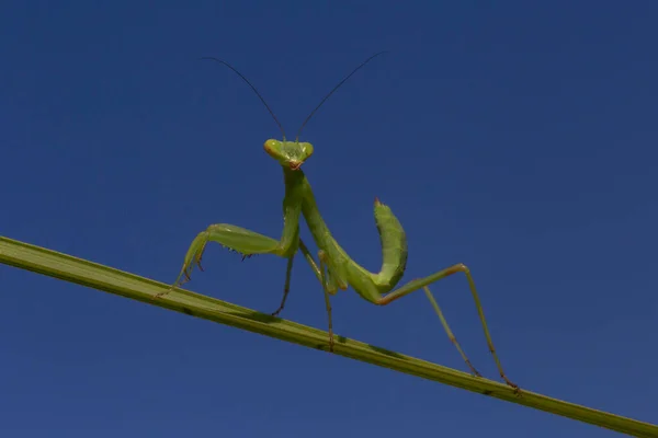 Närbild Grön Mantis Sitter Stjälken Mot Blå Himmel — Stockfoto