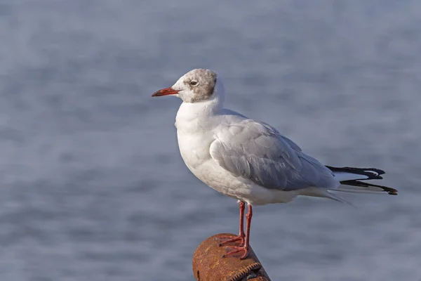 Primer Plano Gaviota Sentado Tubería Metal Oxidado Contra Mar — Foto de Stock