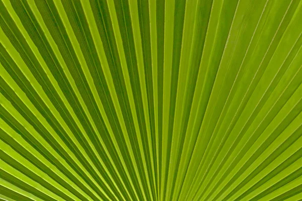 Закрыть Зеленые Листья Пальмы — стоковое фото