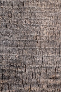 Doğal arkaplan: Gri palmiye gövdesini kapat