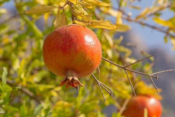 Nahaufnahme Eines Roten Granatapfels Der Ast Eines Baumes Hängt — Stockfoto