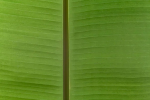 Primo Piano Struttura Foglia Palma Verde — Foto Stock