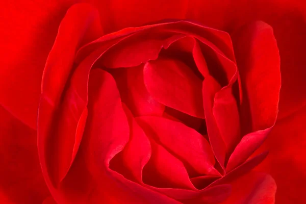 Zbliżenie Czerwony Kwiat Róży — Zdjęcie stockowe