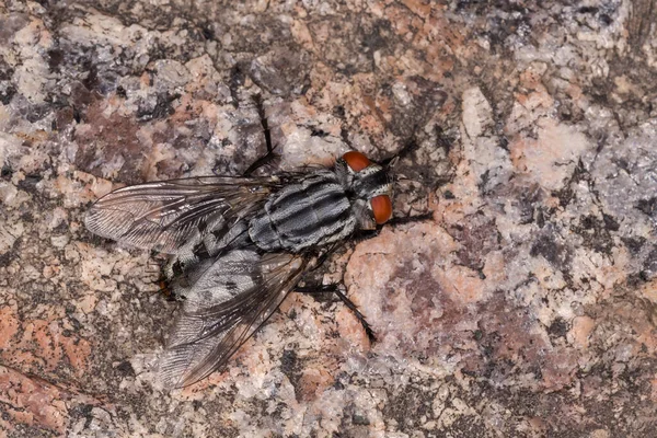 Nahaufnahme Einer Fliege Auf Granitoberfläche — Stockfoto