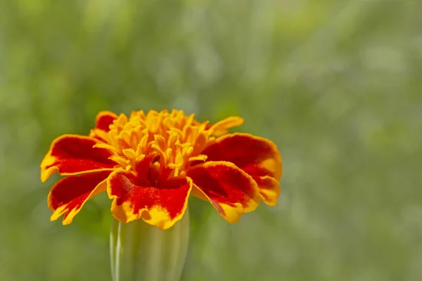 Close Marigold Flower Green Background — Stock Photo, Image