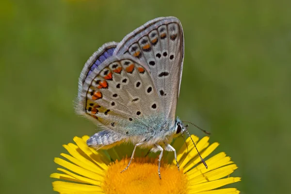 Close Van Blauwe Lycaenidae Vlinder Zittend Gele Bloem Tegen Groen — Stockfoto