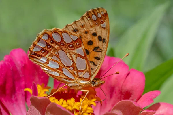 Zbliżenie Wysoki Brązowy Fritillary Motyl Siedzi Czerwony Kwiat Cynku — Zdjęcie stockowe